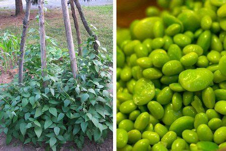 grow lima beans growing lima beans lima beans beans
