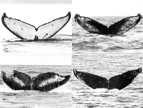 Humpback Whale Wildwhales