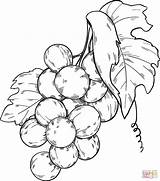Grapes Coloring Pages Bunch Printable Supercoloring Drawing Categories sketch template
