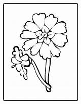 Coloring Pages Flower Simple Comments sketch template