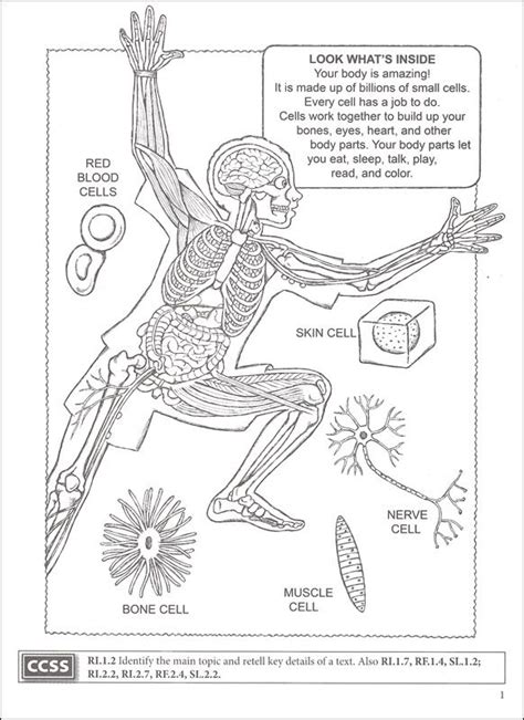 pin  jennifer   human body   anatomy coloring book