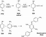 Phenylenediamine Oxidation Formation Ingredient Radicals Hydroxyl Immortalized Purposes Dyeing Oxidative Keratinocytes Used sketch template