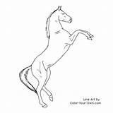 Horse Rearing Teke Coloring Pages Akhal Color Horses Line Outline Own Visit Draw Animal sketch template