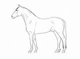 Deviantart Lineart Warmblood Drawing Outline Horse Horses Drawings Coloring Pages Donkey Color Dutch Realistic Animal Pen Getdrawings sketch template