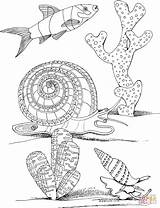 Snail Colorare Alghe Mare Mollusc Marino Mollusks Mollusco Lumaca sketch template