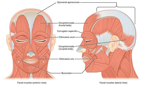 left panel   figure shows  anterior view   facial muscles    panel