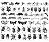 Insectos Insetti Colorare Insectes Disegni Insecten Adulti Insecte Difficile Justcolor Colorier Coloriages Planche Silhouettes Vectorinzameling Grote Papillons Chacun Eux Peut sketch template