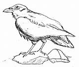 Raven Coloring Pages Ravens Birds Drawing Bird Printable Simple Drawings Animals Coloriage Colouring Getdrawings Popular sketch template