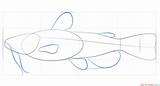 Catfish Draw Drawing Step Tutorials Clipartmag Fish sketch template