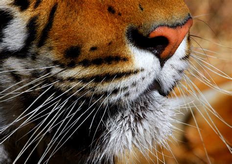 bengal tiger whiskers stock photo freeimagescom