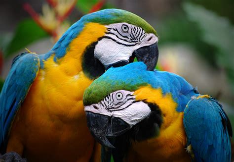 Determining The Sex Of Your Bird The Paw Blog