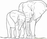 Elephant Baby Coloring Pages Mother Coloringpages101 Color sketch template