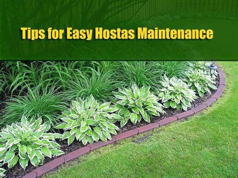hosta plants hostas cabin decor garden landscaping maintenance