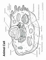 Cell Animal Plant Drawing Simple Diagram Labeled Worksheet Getdrawings Paintingvalley Coloring Cycle Drawings sketch template