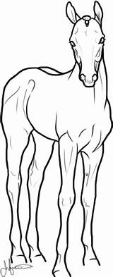 Halter Foals Standing sketch template