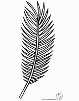 Palm Coloring Leaf Tree Branch Clipart Template Drawing Kids Line Library Popular Getdrawings Coloringhome sketch template