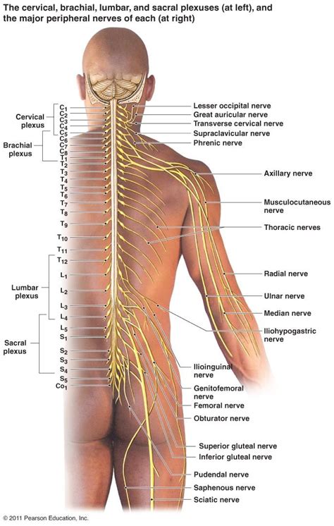 peripheral nervous system components spinal nerves  pairs diagram