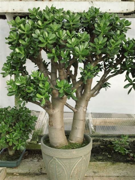 Outdoor Jade Plant Care