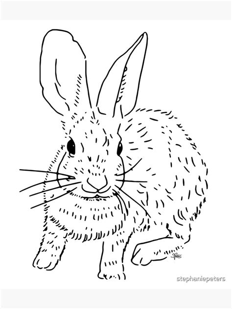 cottontail rabbit  drawing poster  sale  stephaniepeters