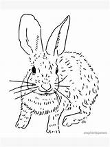 Cottontail Rabbit sketch template
