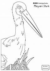 Pileated Woodpecker Getdrawings Drawing sketch template