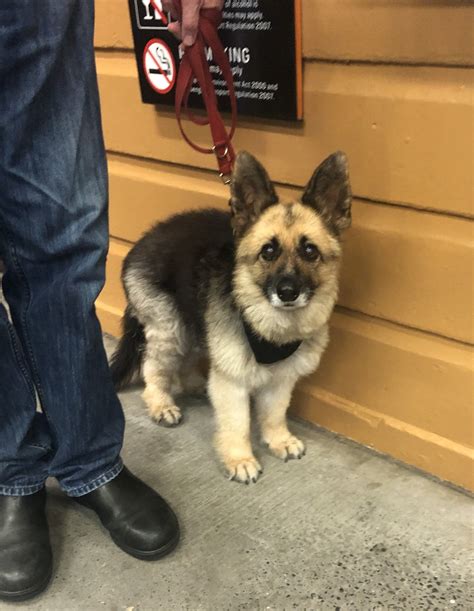 adult german shepherd diagnosed  dwarfism rpics