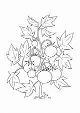Coloring Pages Tomatoes Vegetables Fruits Print sketch template