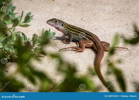 texas spotted whiptail lizard  green stripes stock image image