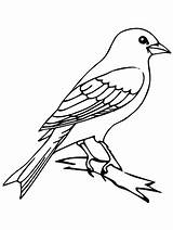 Mockingbird Bird Outline Canary Coloring Pages Drawing Tree Branch Perched Color Drawings Birds Print Easy Sketch Printable Colouring Template Kids sketch template