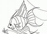 Fish Coloring Pages Tropical Angel Drawing Realistic Printable Angelfish Kids Palace Sheet Luau Colouring Line Drawings Color Saltwater Doll Clipart sketch template