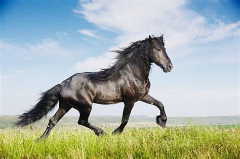 friesian horse breed lifespan   quick facts