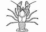Coloring Crayfish Crawfish Getdrawings Printable Getcolorings Color sketch template