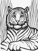 Coloring Tiger Pages Print sketch template