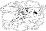 Toucan Onlinecoloringpages sketch template