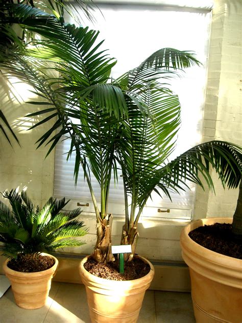 Palm Piper House, Walter Knoll Florist Client, Exotic Palm