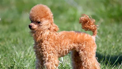 miniature poodle temperament lifespan shedding puppy