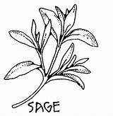 Salvia Tomillo Mewarna Daun Rituelen Sayur Sayuran sketch template