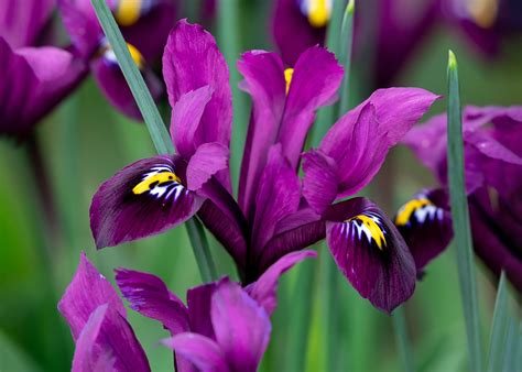 plant grow care  irises sarah raven