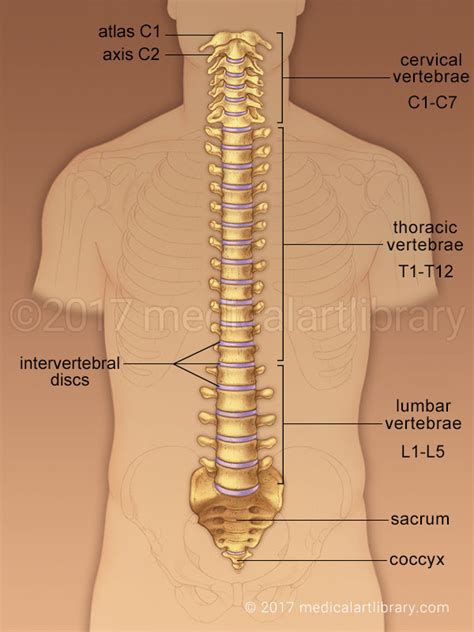 spine anatomy medical art library