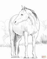 Ausmalbild Pferd Supercoloring Fohlen Justcoloringbook sketch template