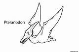 Pteranodon Dinosaur Printable Coloring Print Pages Kids Animal sketch template