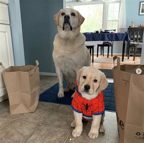 this is apollo and his stepdaughter juno they went shopping for