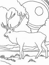 Elk Visit sketch template