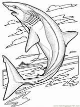 Sharks sketch template