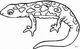 Salamander Coloring Pages Drawing Printable Color Kids Template Activities Sketch sketch template