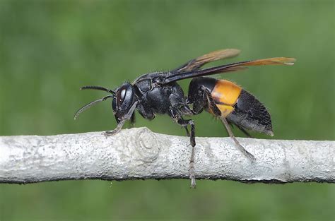 The Asian Giant Hornet The World S Largest Hornet Species Worldatlas