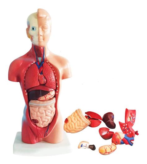 anatomico modelo cuerpo torso humano anatomia organo interno mercado