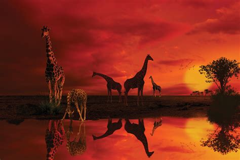 giraffe sunset athena posters