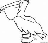 Pelican Coloringall sketch template