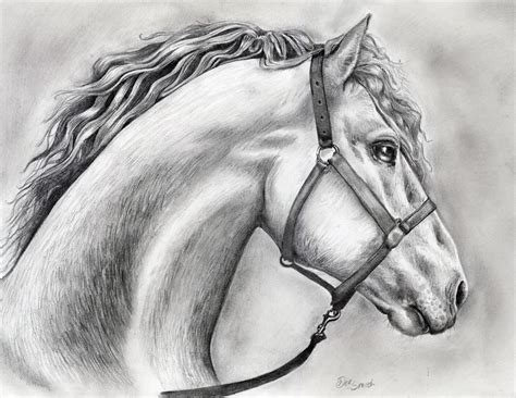 horse drawing  pencil  deedeedee  deviantart